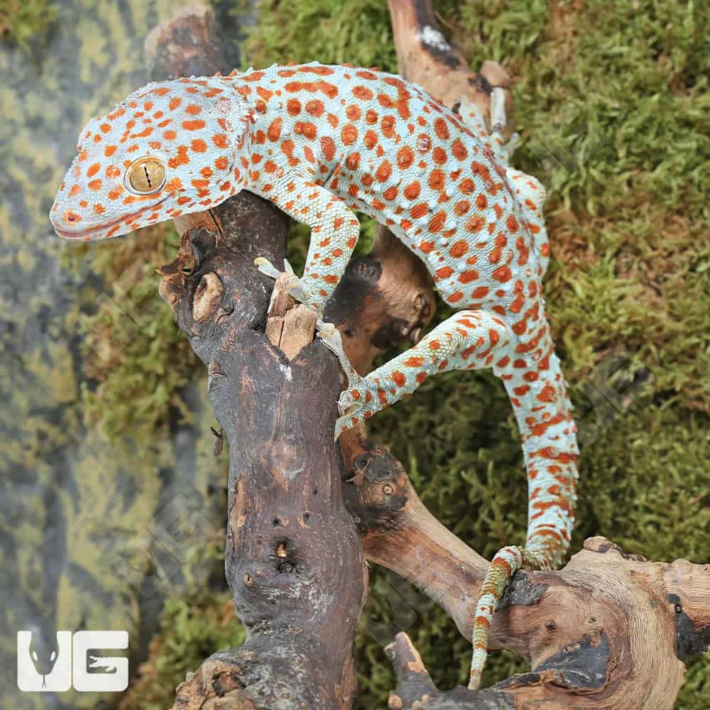 Bold Spot Tokay Gecko