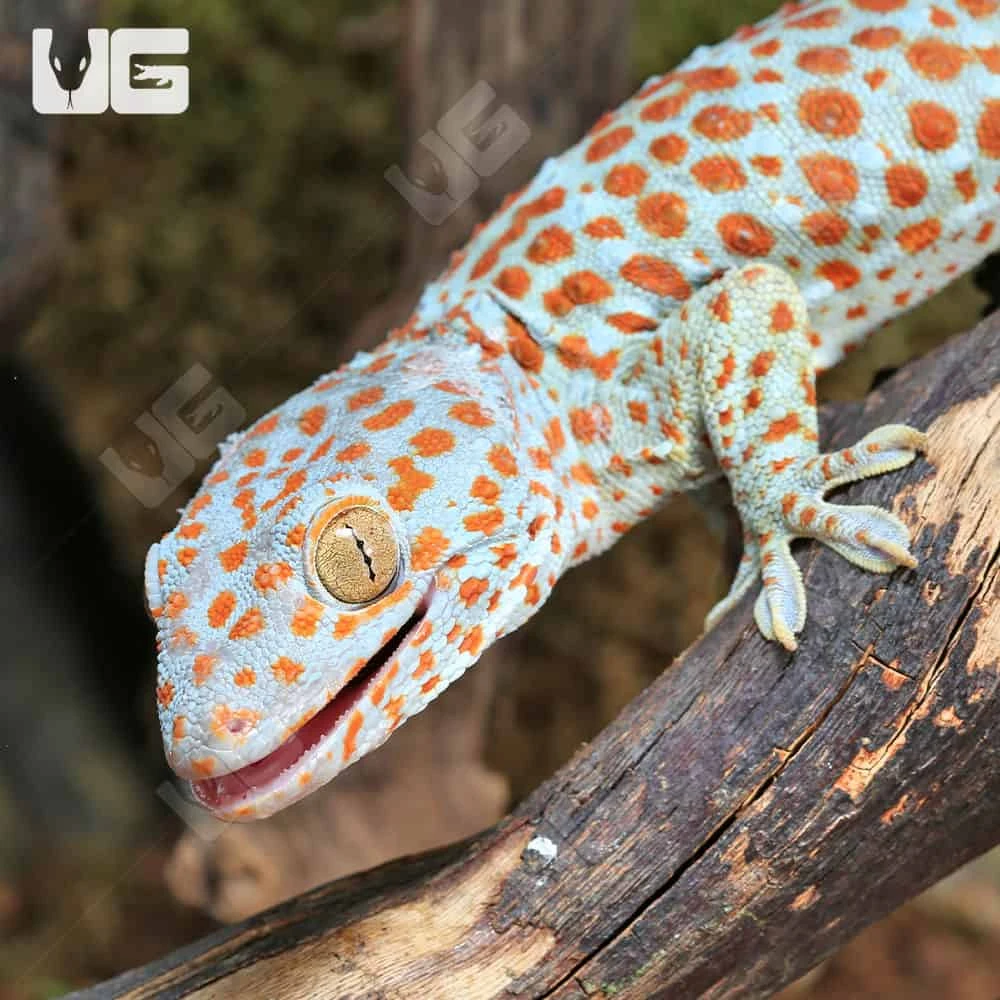 Bold Spot Tokay Gecko - Image 2