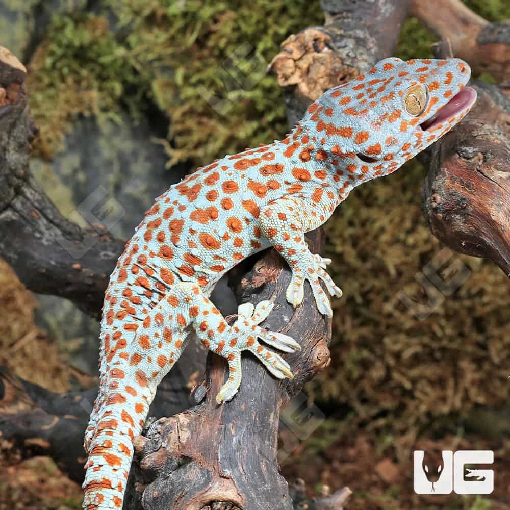 Bold Spot Tokay Gecko - Image 4