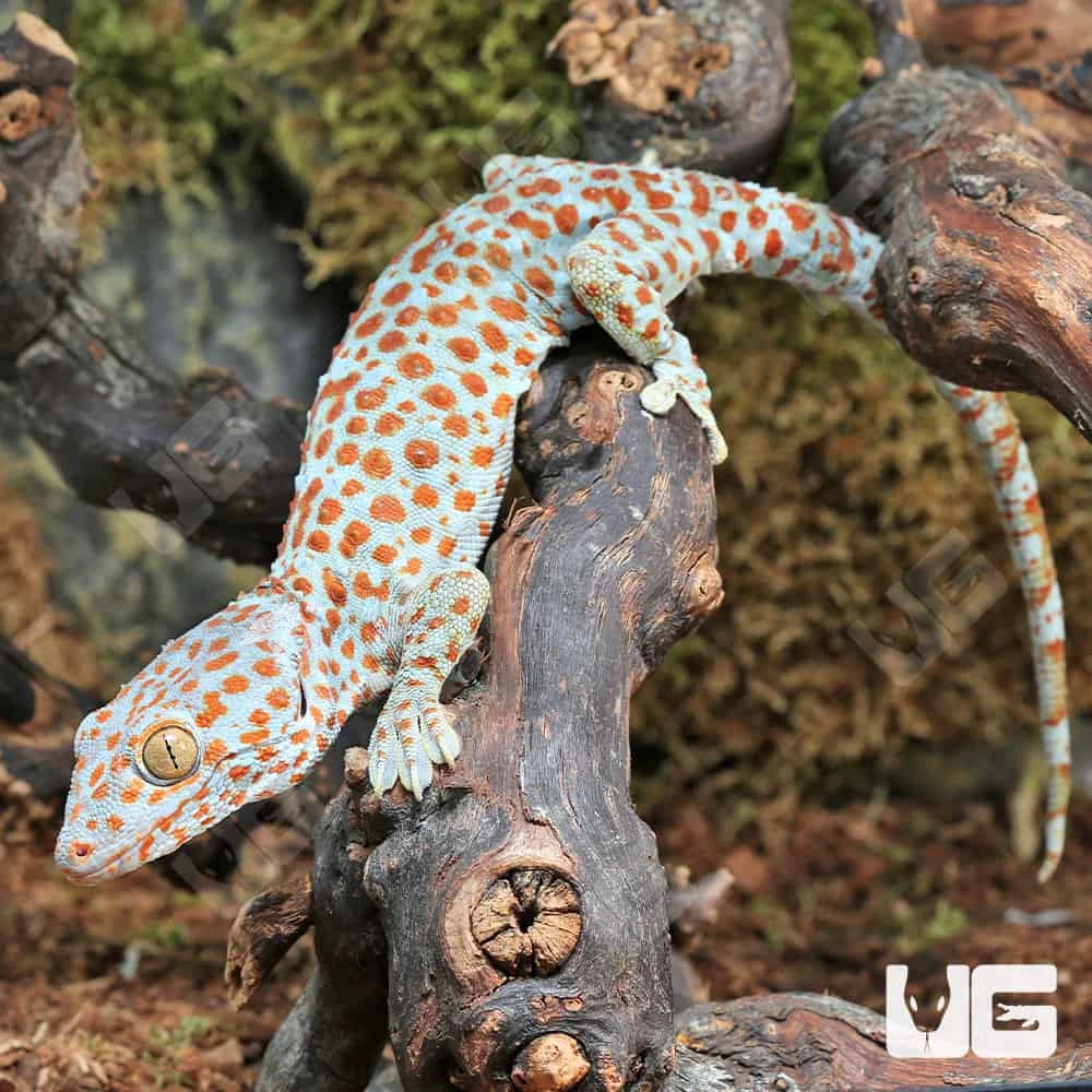 Bold Spot Tokay Gecko - Image 3
