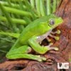 Giant Waxy Monkey Tree Frog