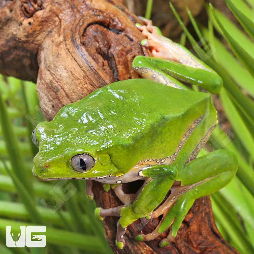 Giant Waxy Monkey Tree Frog - Image 4