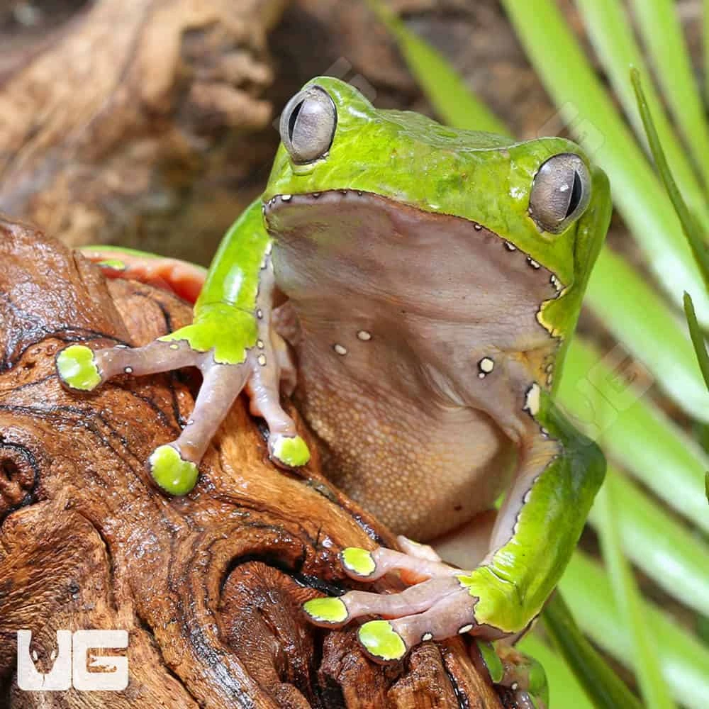 Giant Waxy Monkey Tree Frog - Image 2