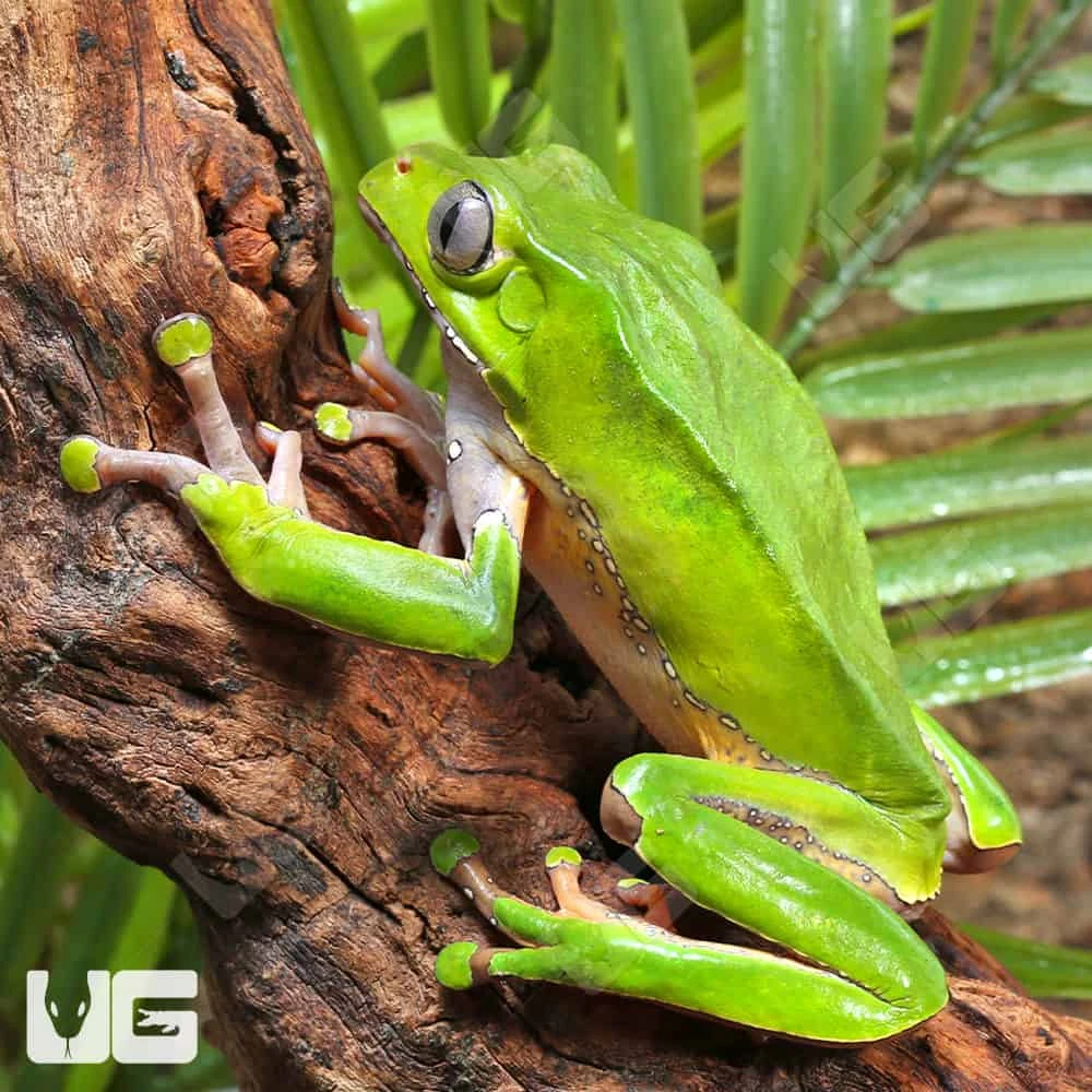 Giant Waxy Monkey Tree Frog - Image 3