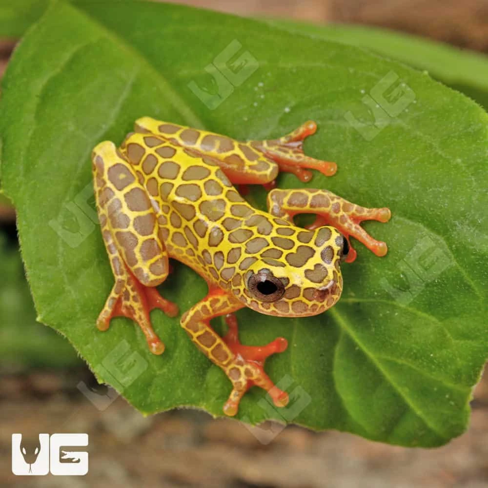 Giraffe Triangle Tree Frog - Image 3