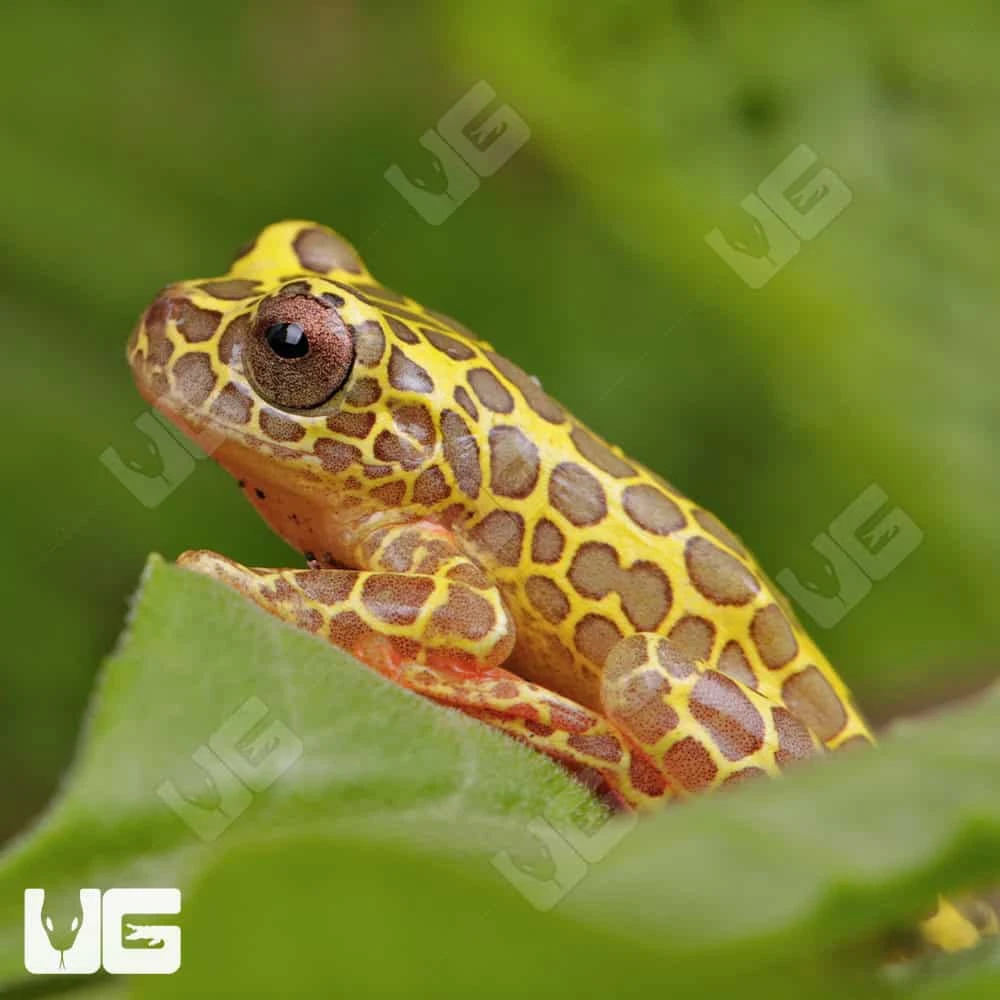 Giraffe Triangle Tree Frog - Image 4