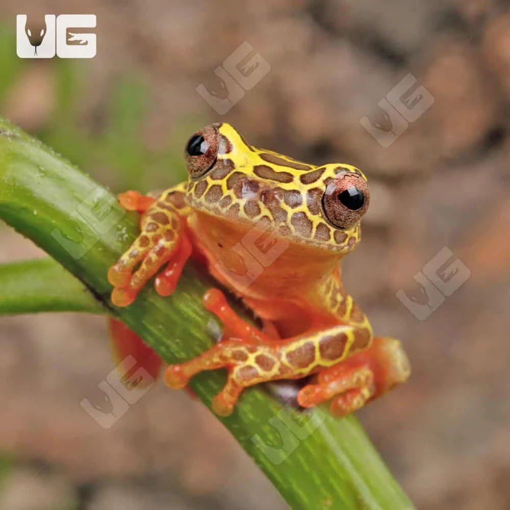 Giraffe Triangle Tree Frog - Image 2