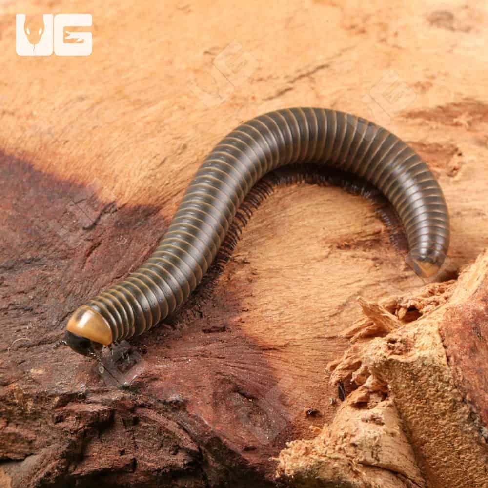 Glowing Millipede - Image 4