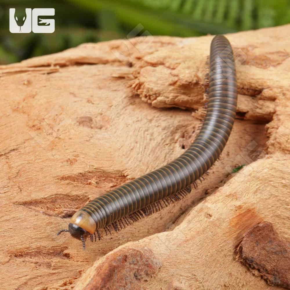 Glowing Millipede - Image 3