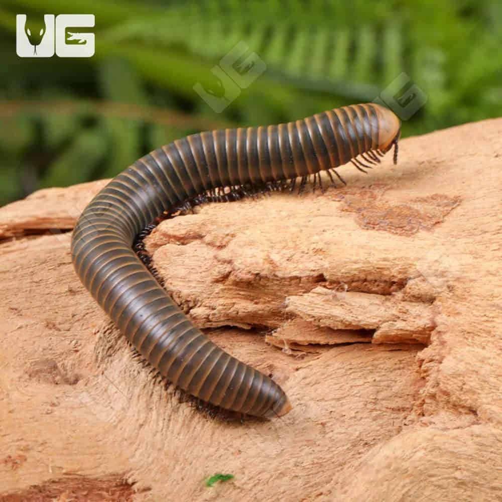 Glowing Millipede - Image 2