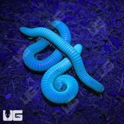Glowing Millipede