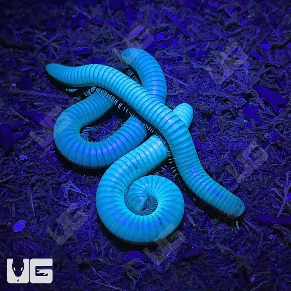Glowing Millipede