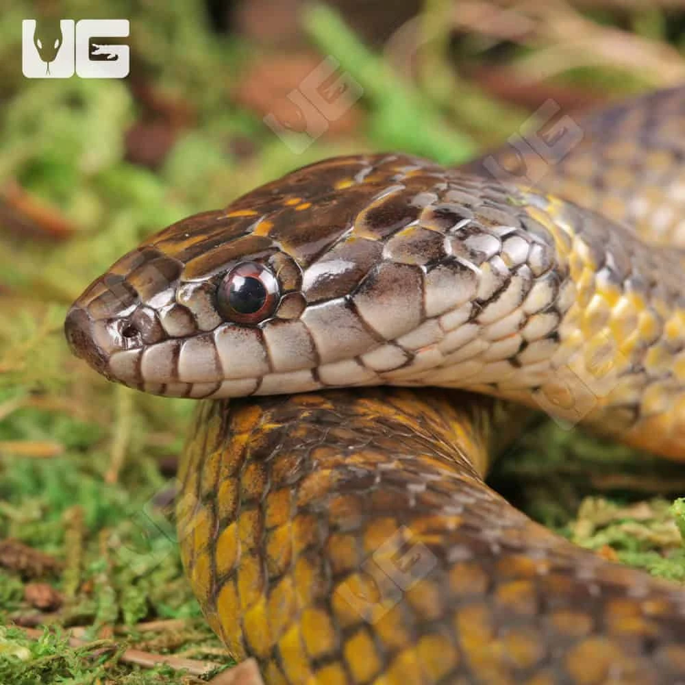 Golden Bellied Marsh Snake - Image 3