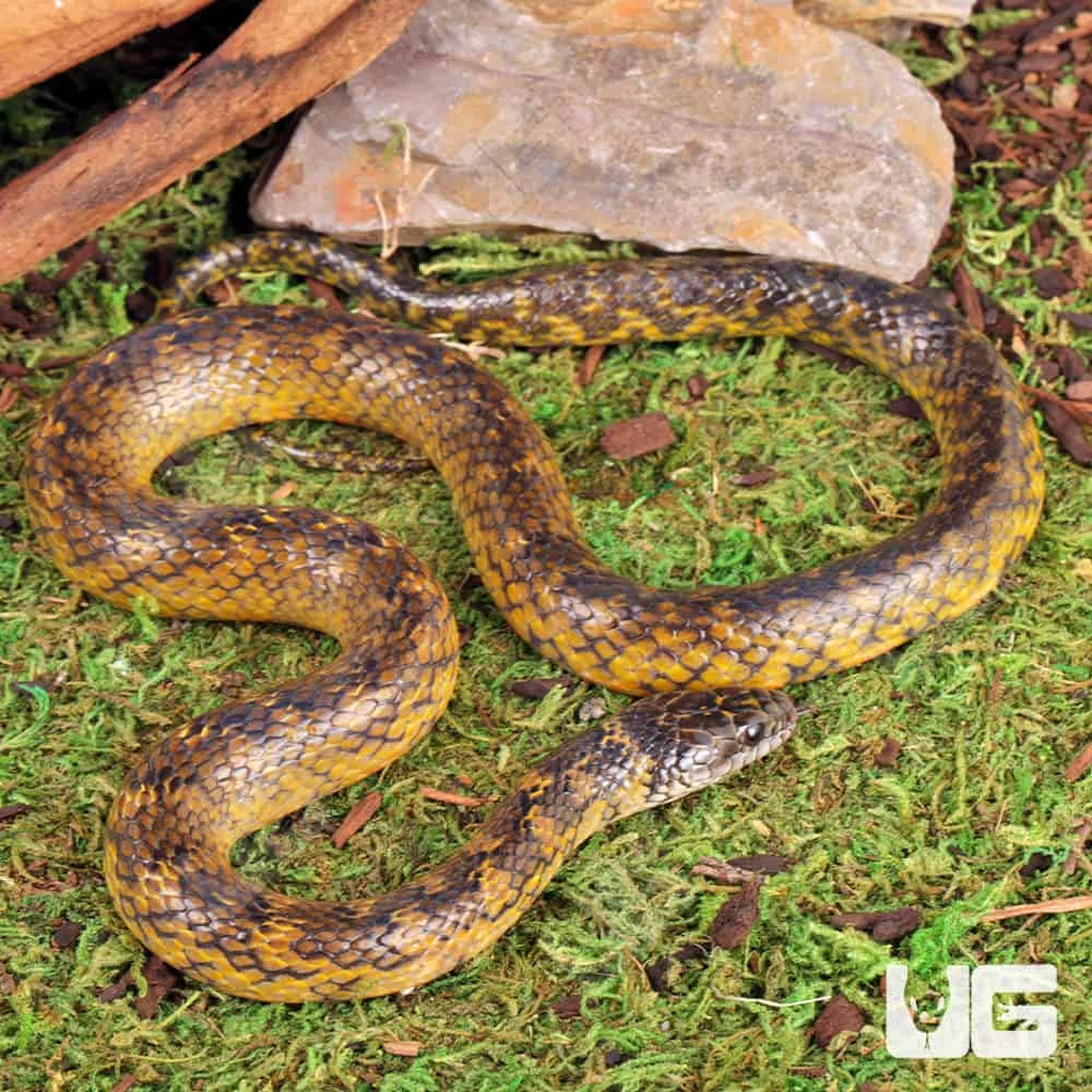Golden Bellied Marsh Snake