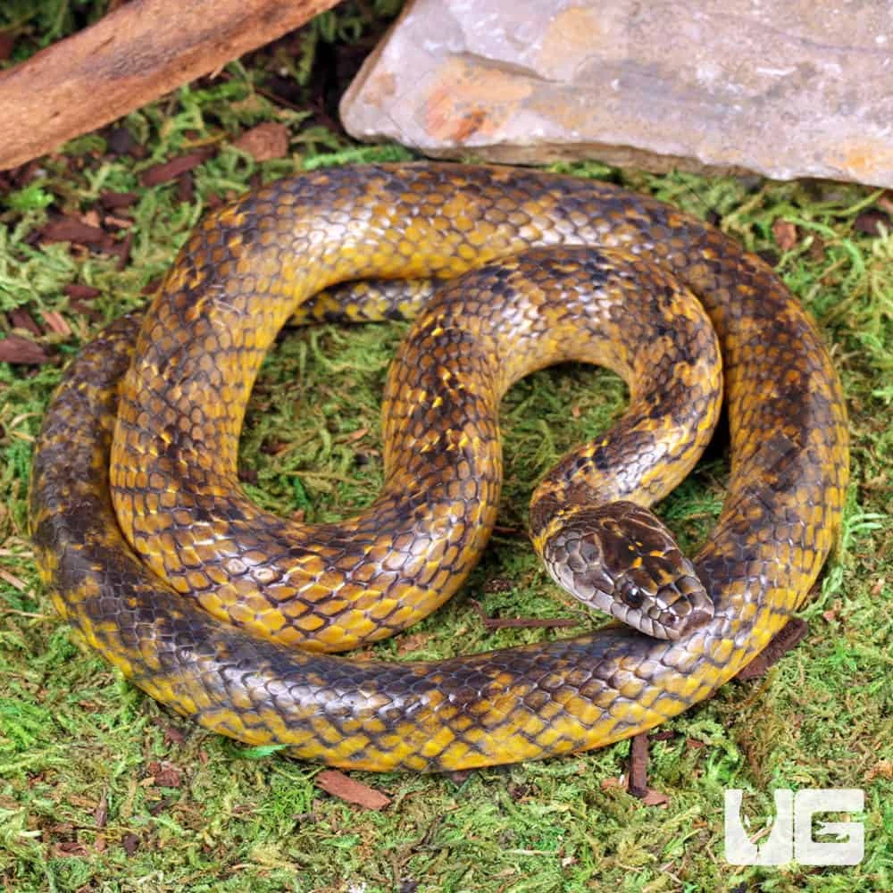 Golden Bellied Marsh Snake - Image 2