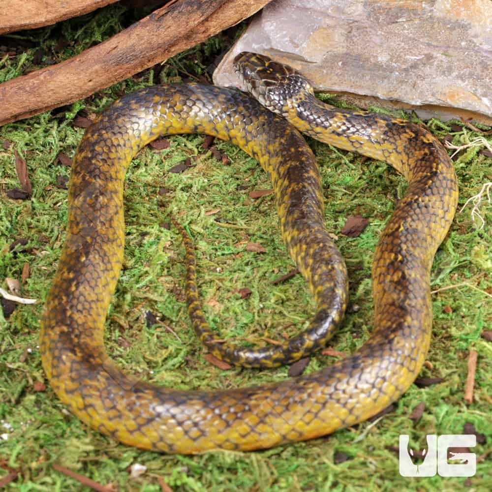 Golden Bellied Marsh Snake - Image 4
