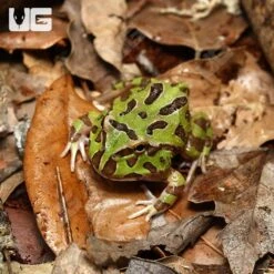 Green Pacman Frog