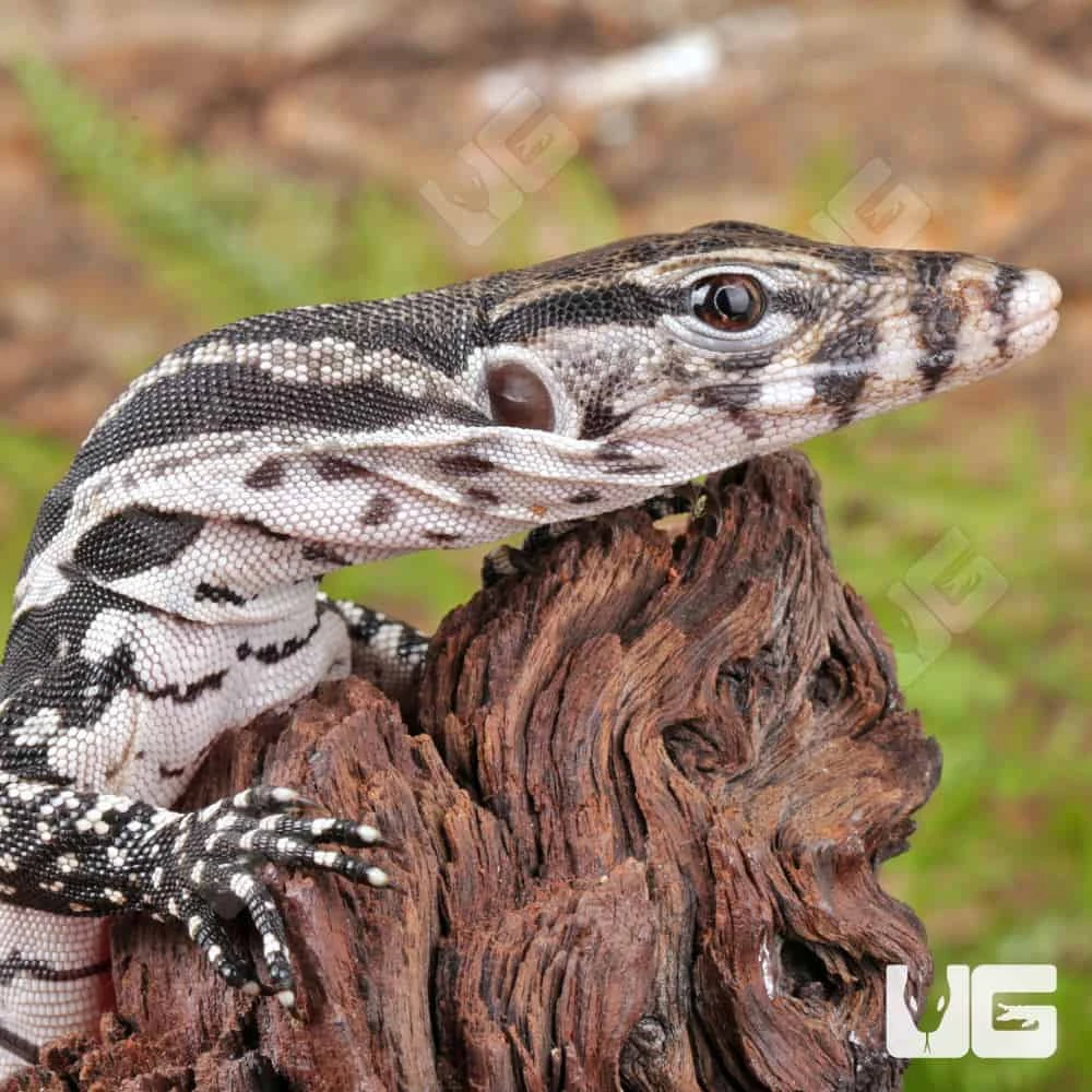 Baby Axanthic Water Monitor - Image 4
