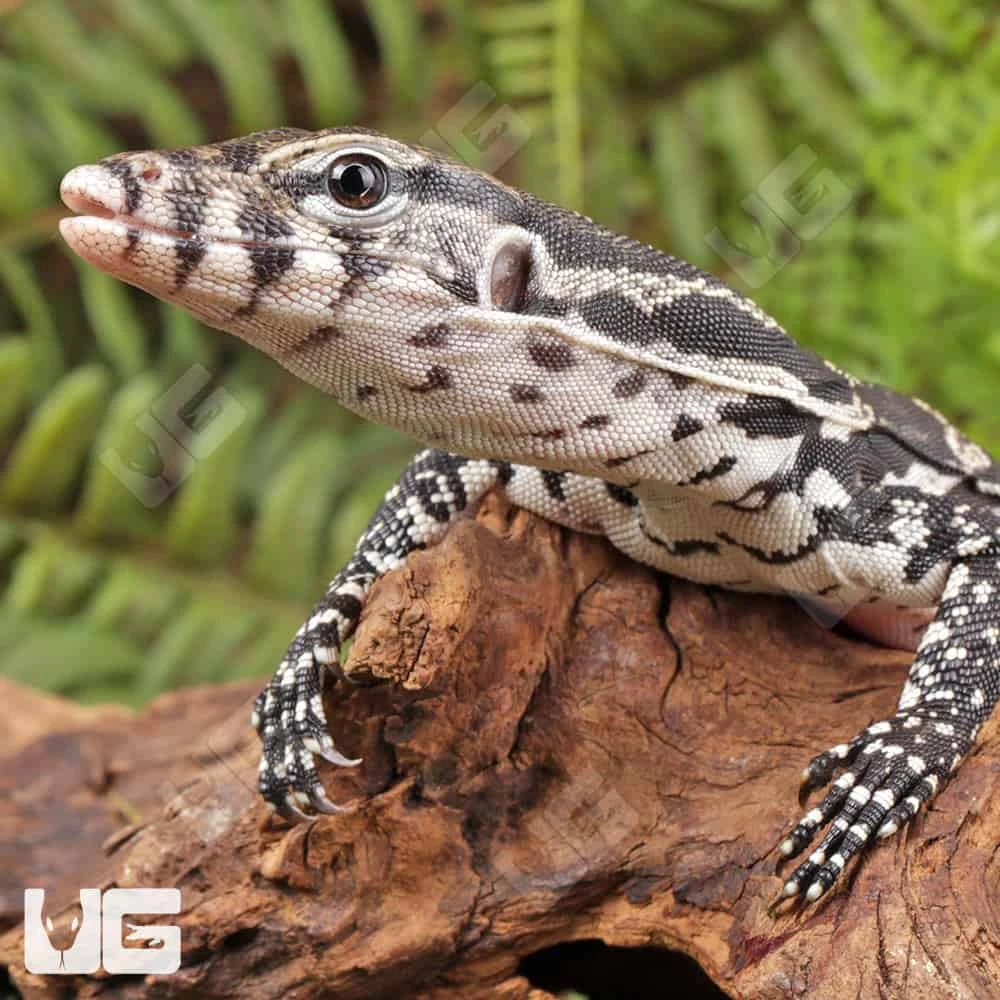 Baby Axanthic Water Monitor - Image 2