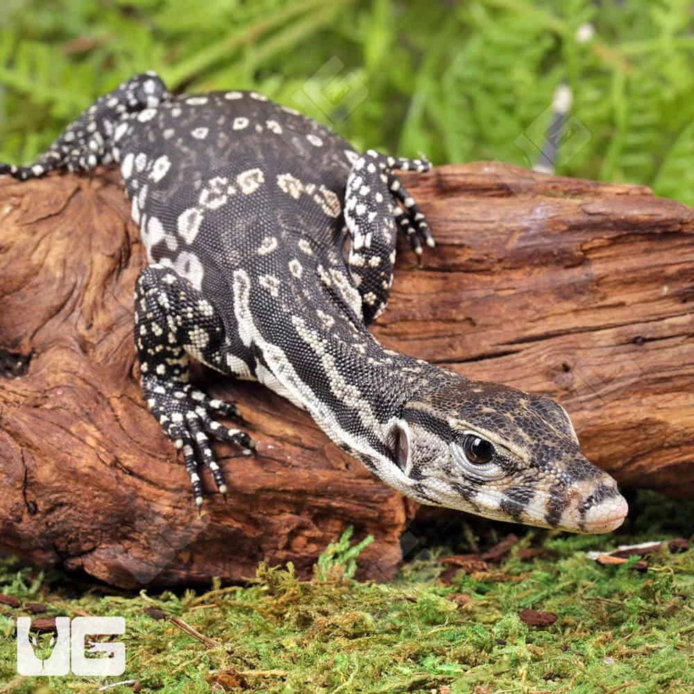 Baby Axanthic Water Monitor - Image 3