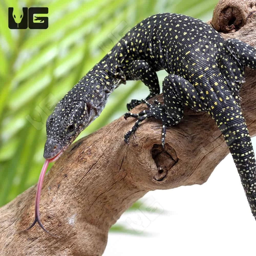 Hatchling Solomon Island Mangrove Monitor - Image 3