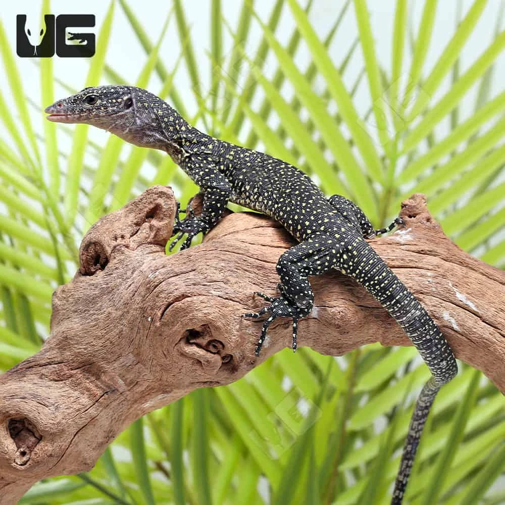 Hatchling Solomon Island Mangrove Monitor - Image 4