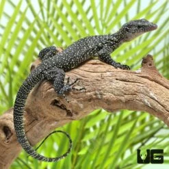 Hatchling Solomon Island Mangrove Monitor