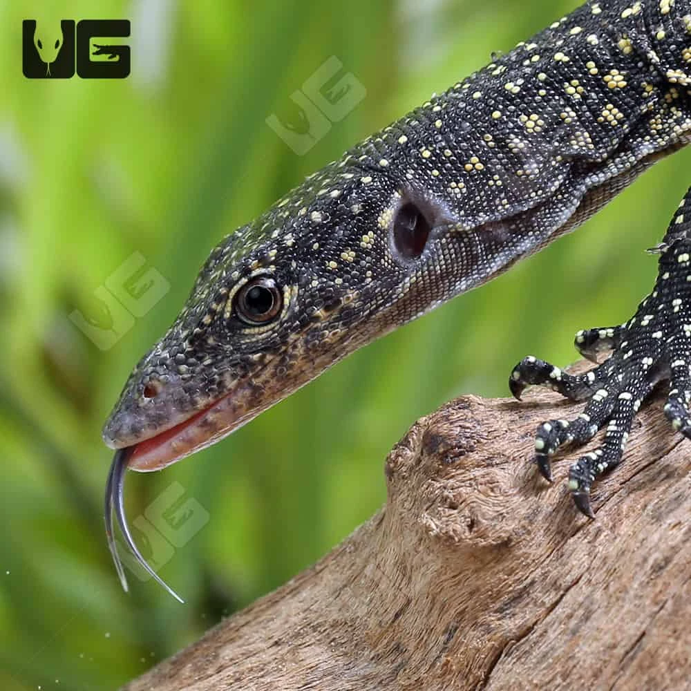 Hatchling Solomon Island Mangrove Monitor - Image 2