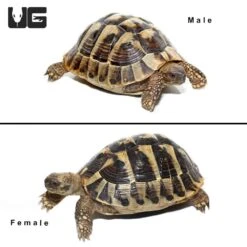Hermann’s Tortoise Pair #2
