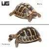 Hermann’s Tortoise Pair
