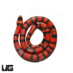 Baby Tangerine Het Hypo Albino Anery Honduran Milksnake