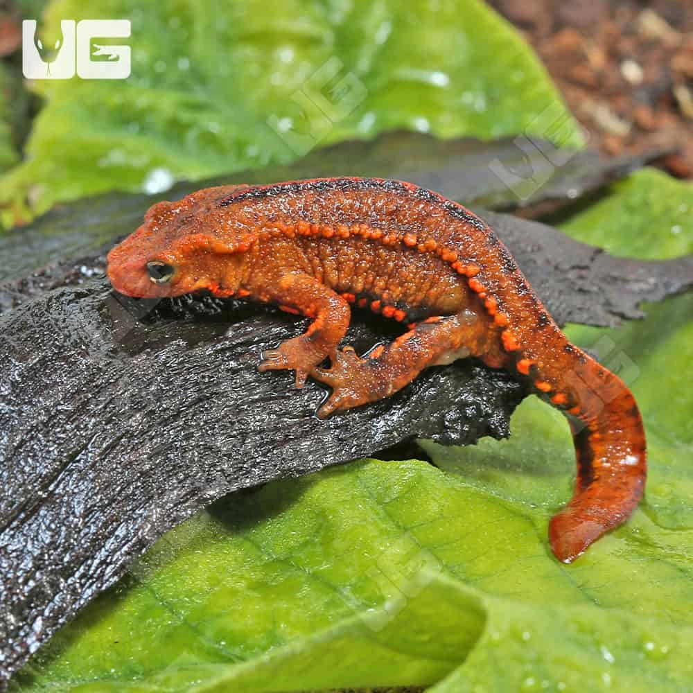 Hong Kong Warty Newt - Image 4