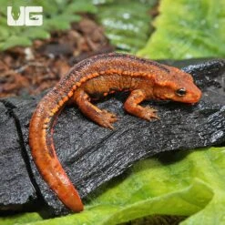 Hong Kong Warty Newt