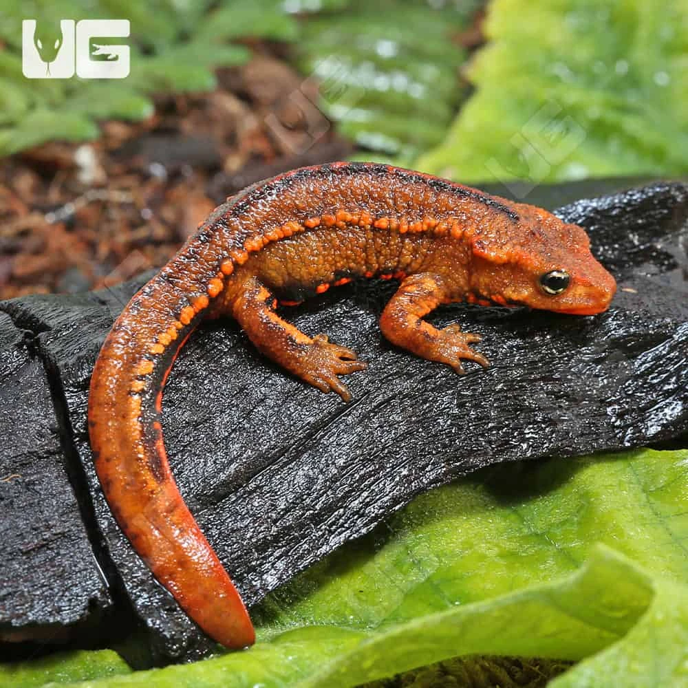 Hong Kong Warty Newt