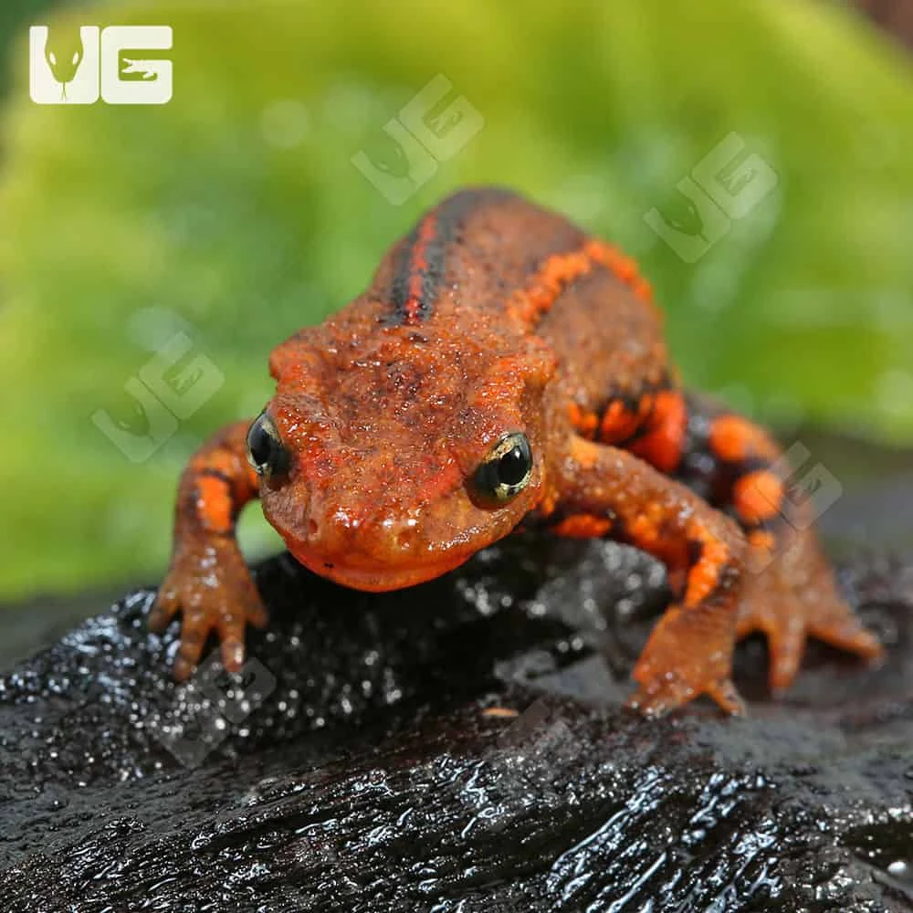 Hong Kong Warty Newt - Image 2