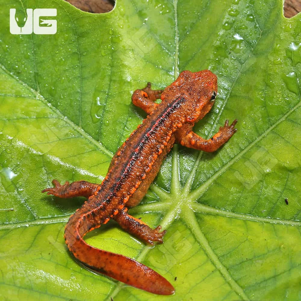 Hong Kong Warty Newt - Image 3