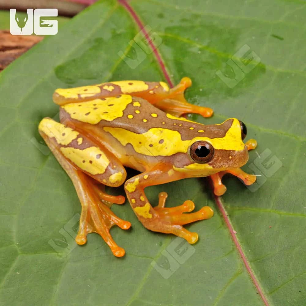 Hourglass Tree Frog - Image 3
