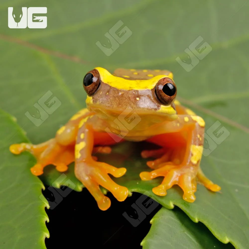 Hourglass Tree Frog - Image 2