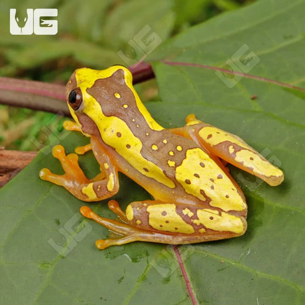 Hourglass Tree Frog