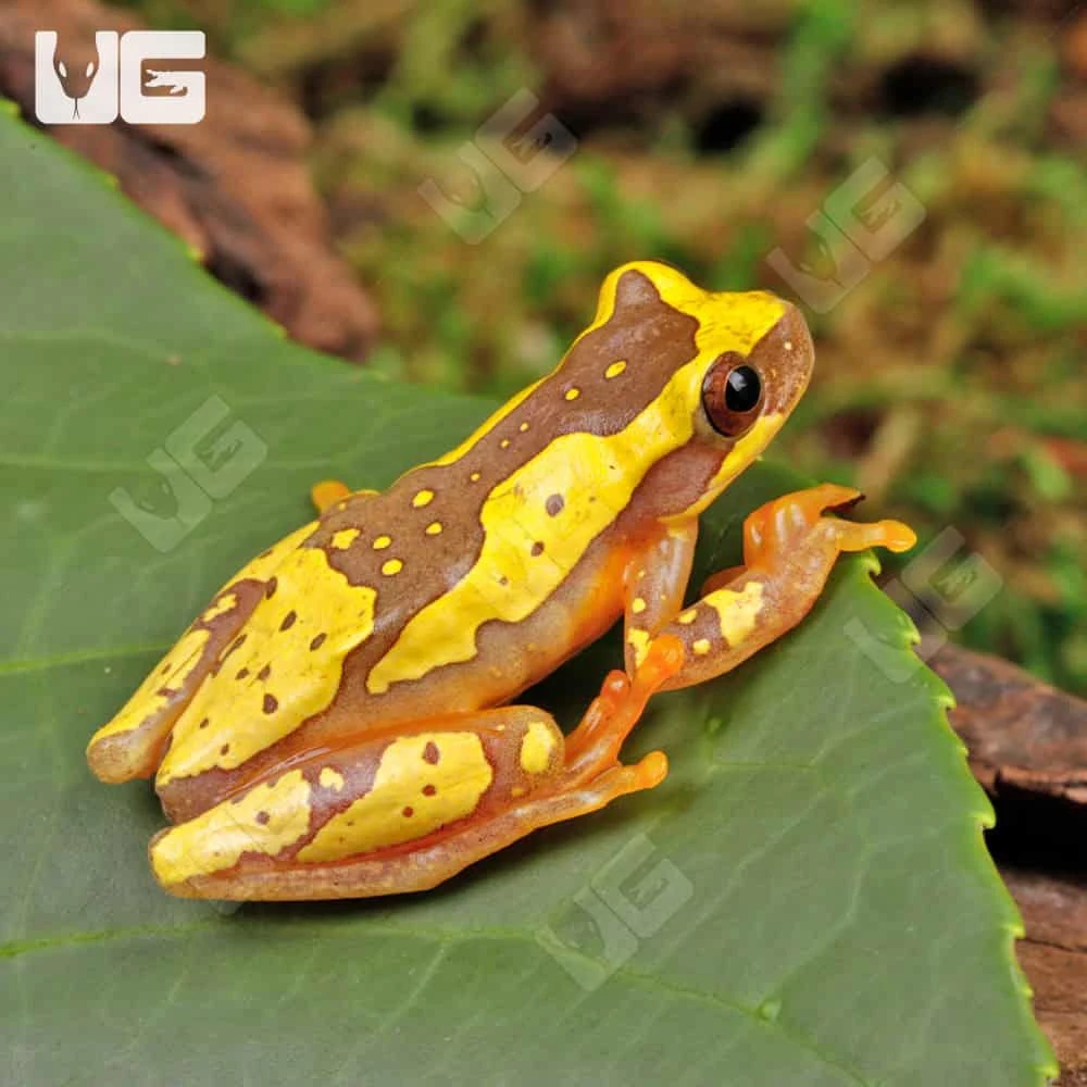 Hourglass Tree Frog - Image 4