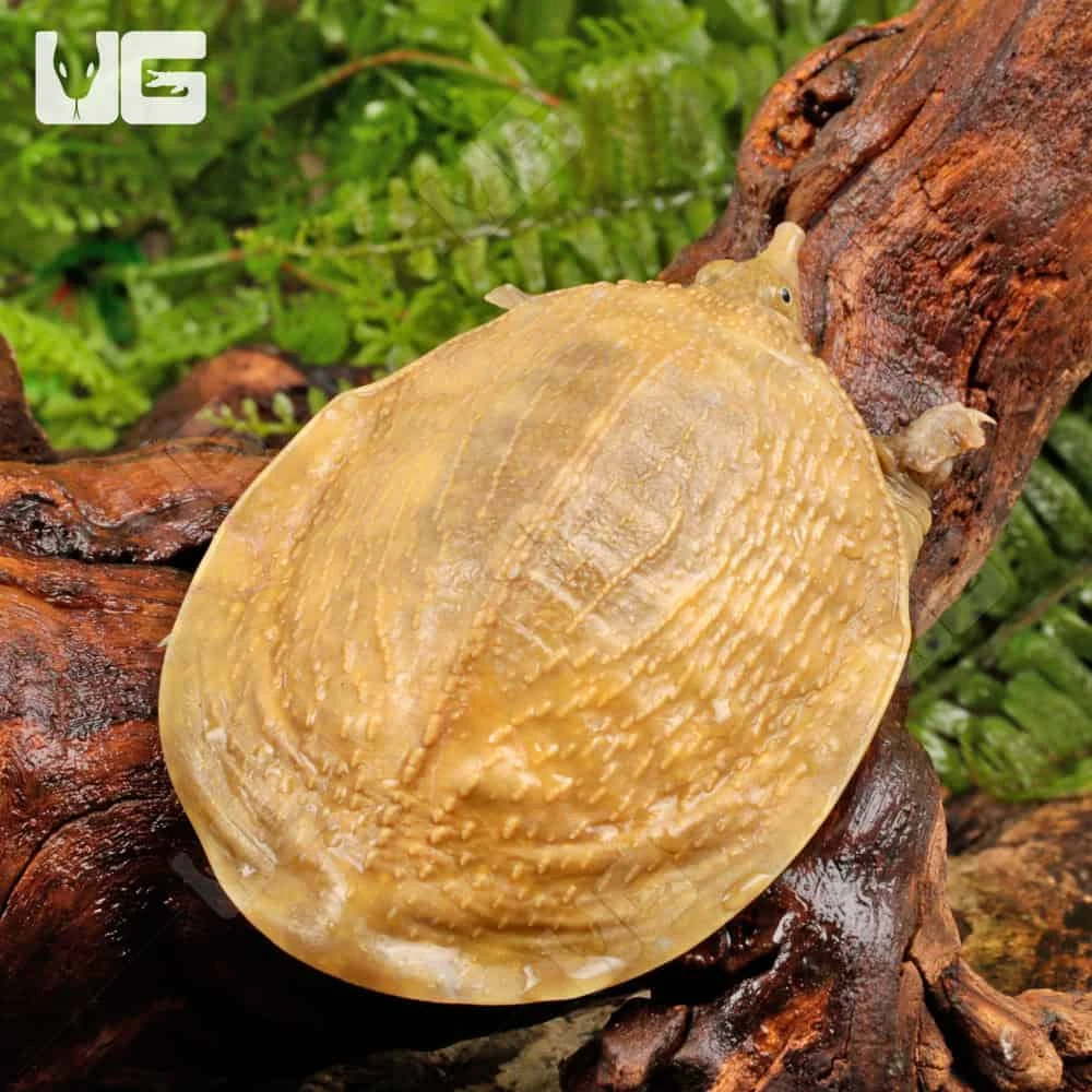 Hypo Asiatic Softshell Turtle - Image 3