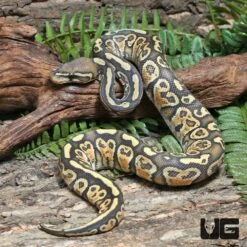 Yearling Male Hypo Enchi Hurricane 66% Het Rainbow Ball Python #J16