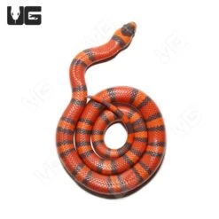 Baby Hypo Tangerine Het Albino Honduran Milksnake (#4)