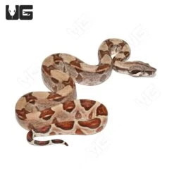 Male Hypo Het Snow (Kahl/Anery Type 1) Boa #1