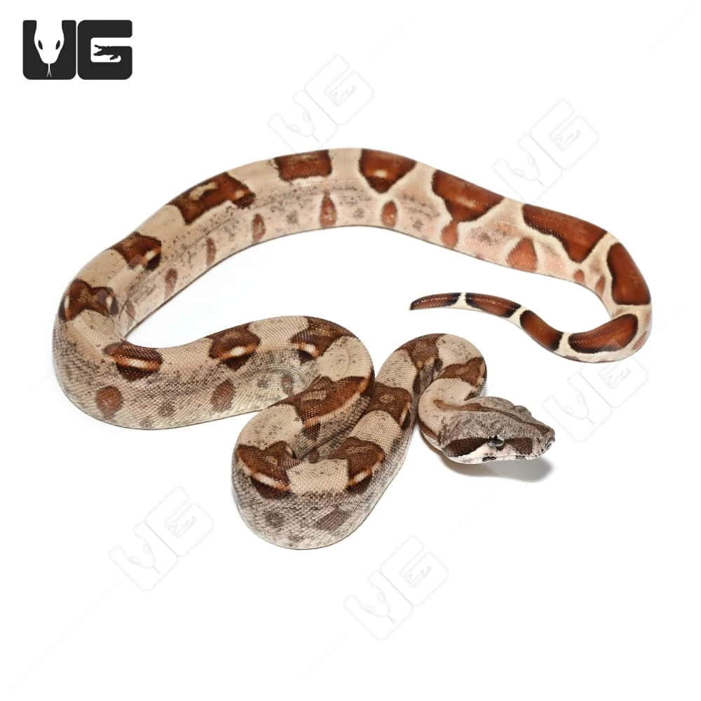 Female Hypo Het Snow (Kahl/Anery Type 1) Boa #2 - Image 4