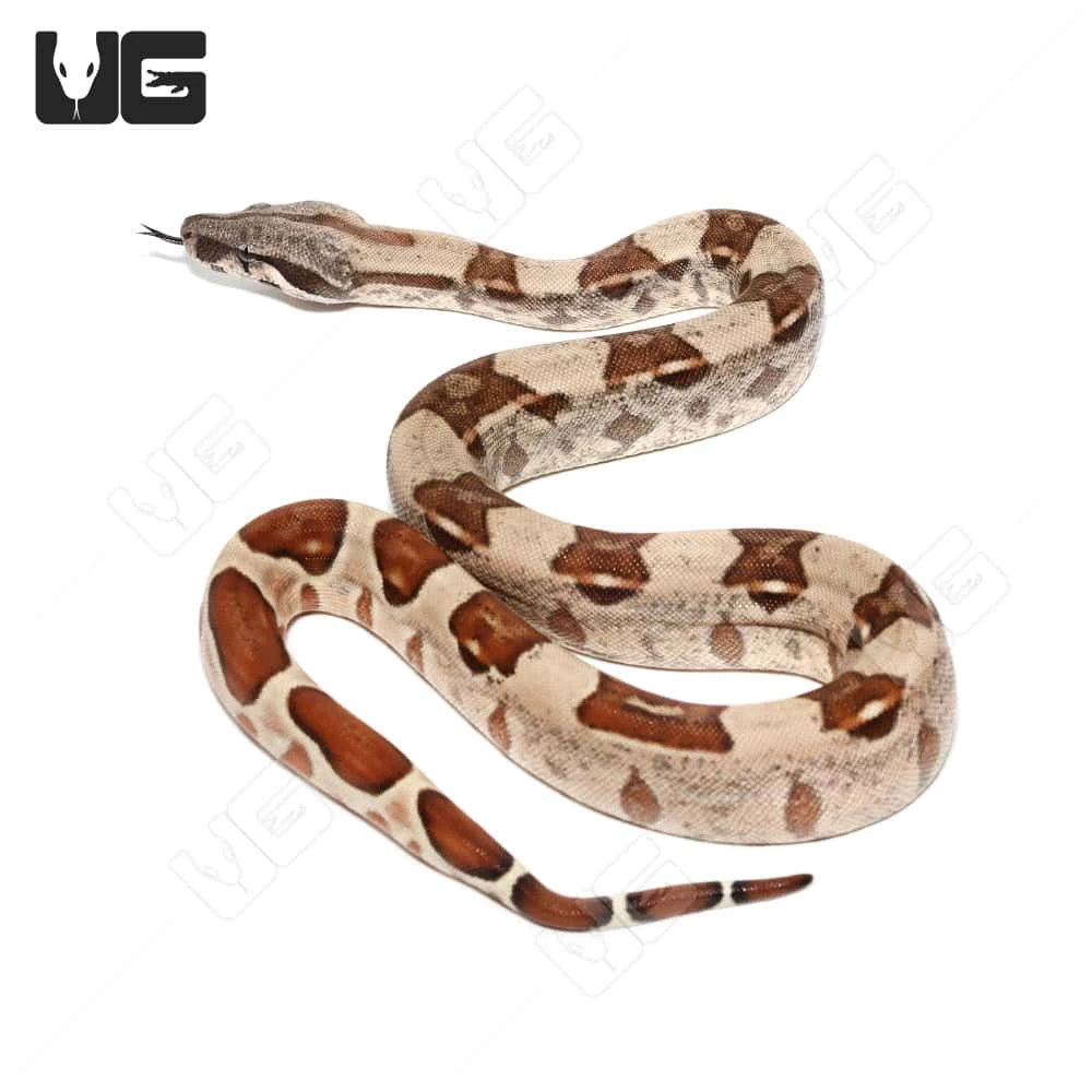 Female Hypo Het Snow (Kahl/Anery Type 1) Boa #2