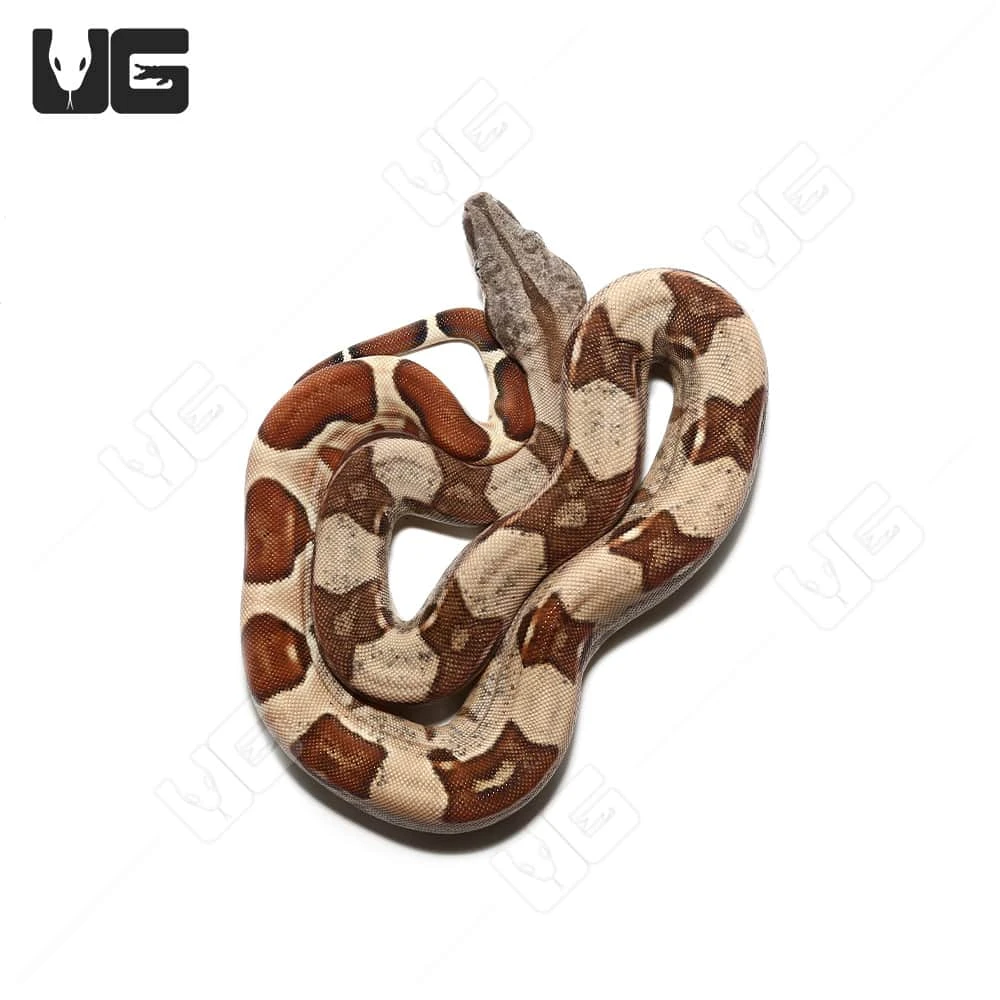 Female Hypo Het Snow (Kahl/Anery Type 1) Boa #2 - Image 3