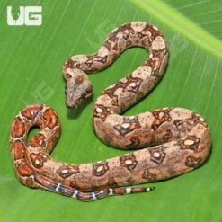 Female Hypo Mystique Pos Het Blood Gilbert T+ Boa #B32