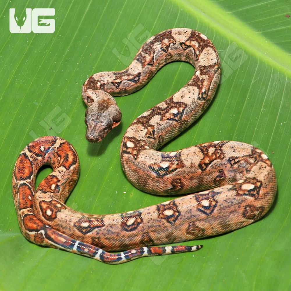 Female Hypo Mystique Pos Het Blood Gilbert T+ Boa #B32