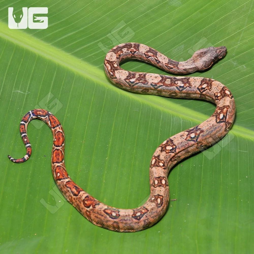 Female Hypo Mystique Pos Het Blood Gilbert T+ Boa #B32 - Image 4